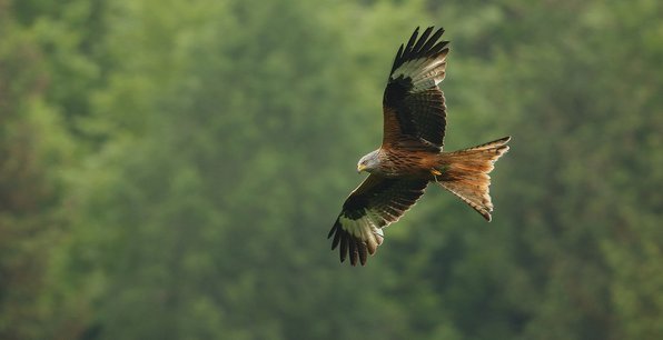 Rotmilan Ein Rotmilan fliegt über ein Feld