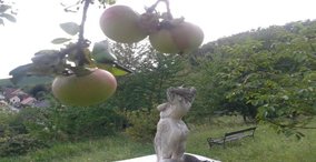 Naturpark aktiv 2026 - Herbstfrüchte und deren Zaubertrank