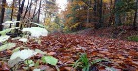Naturpark aktiv 2026 - Bunt sind schon die Wälder