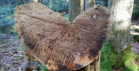 Naturpark aktiv 2026 - Die Heilkraft des Waldes