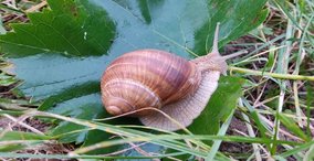 Naturpark aktiv 2026 - Wein - Berg - Schnecke