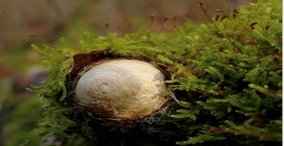 Naturpark aktiv 2026 – Perlentauchen- ein Geschenk der Bäume