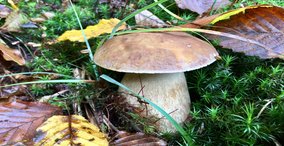 Pilzberatung im Naturparkzentrum