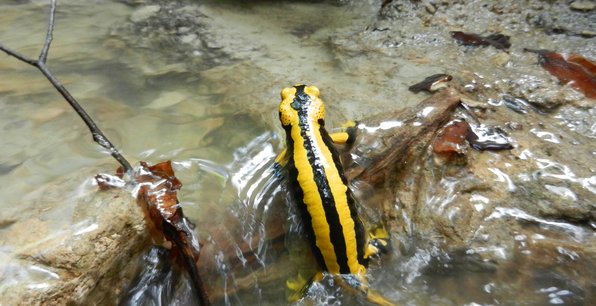 Feuersalamander Ein Feuersalamander sitzt im Bach