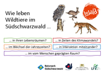 Karteikarten Wildtiere